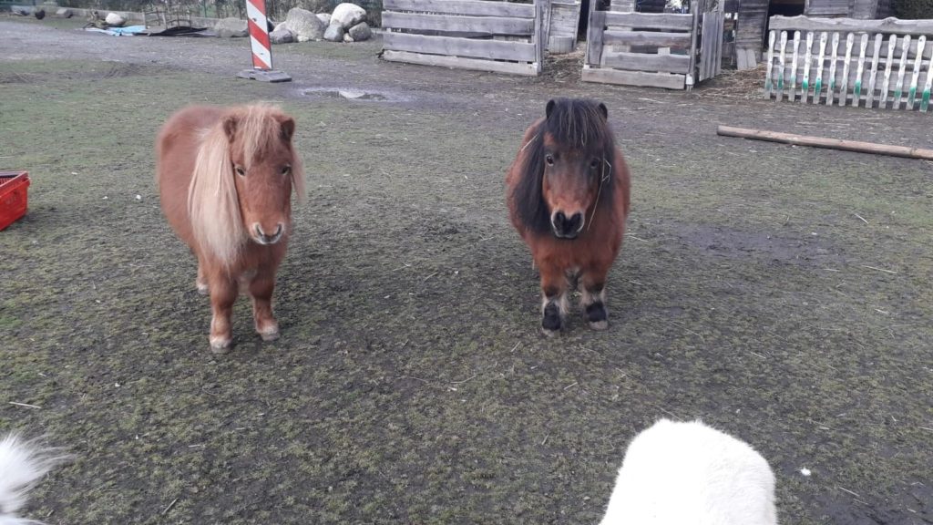 Zwei braune Ponys stehen nebeneinander.