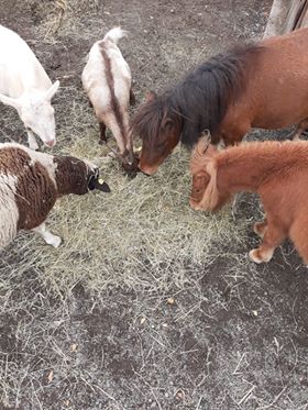 Ziegen und Ponys mit einem Heuhaufen beim fressen.