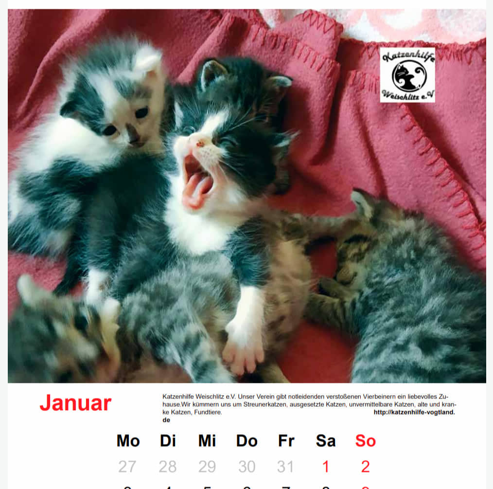 Kalenderblatt für den Monat Januar 2022. Auf dem Kalenderblatt sind vier Katzenjunge und das Logo der Katzenhilfe Voghtland.